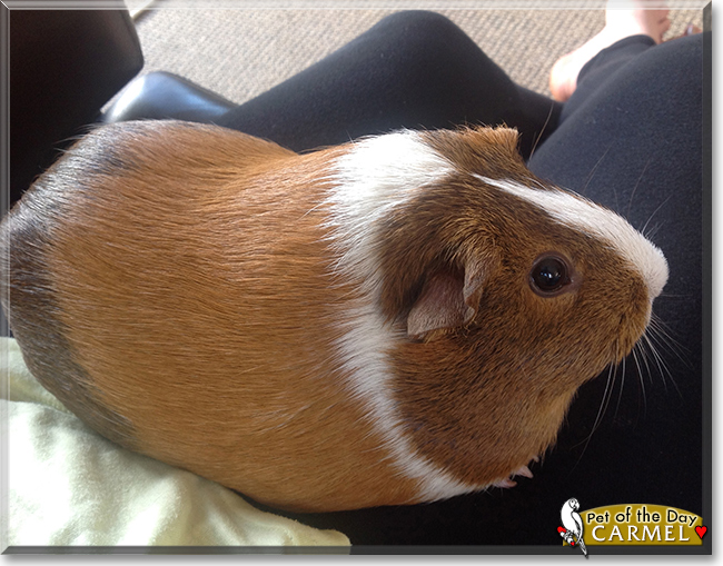 Carmel the Guinea Pig,  the Pet of the Day