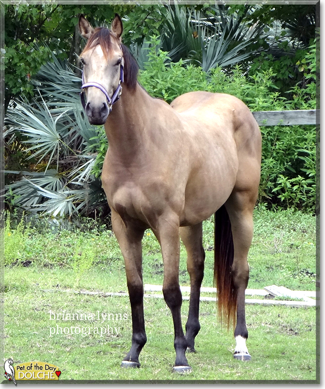 Dolche the Quarter Horse/Thoroughbred cross,  the Pet of the Day