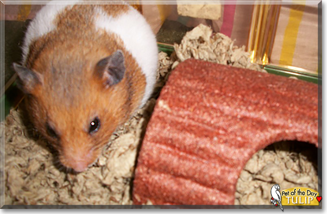 Tulip the Golden Syrian Hamster,  the Pet of the Day