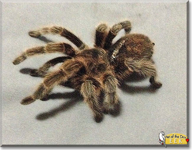 Eek the Rosehair Tarantula,  the Pet of the Day