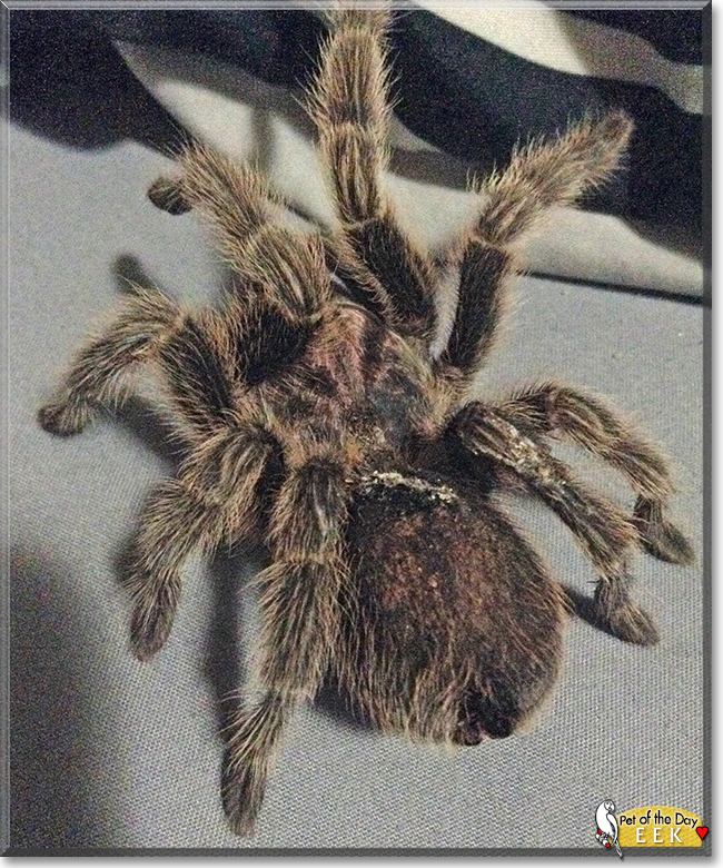 Eek the Rosehair Tarantula,  the Pet of the Day