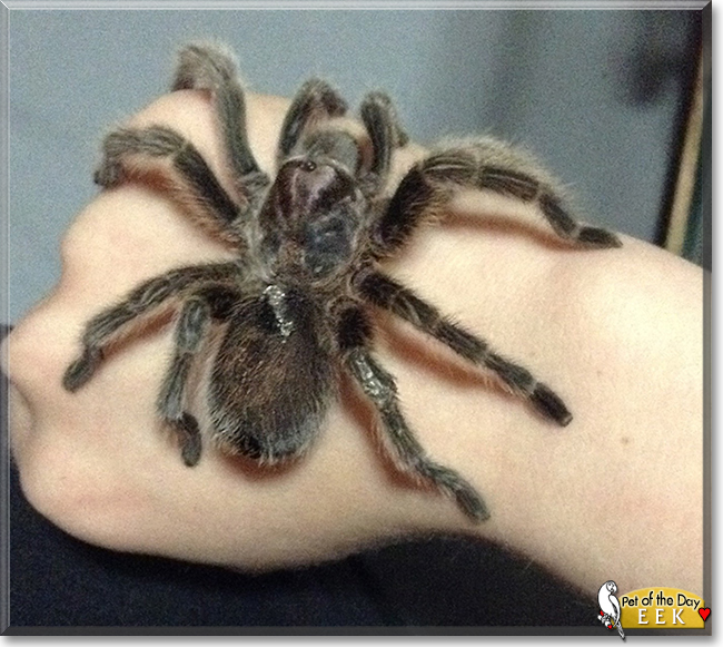 Eek the Rosehair Tarantula,  the Pet of the Day