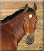 Reeses the Bay mix Horse