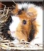 Bella the Rosette Guinea Pig