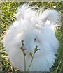 Mouse the English Angora Rabbit