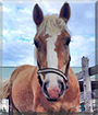 Mulberry the Haflinger Horse