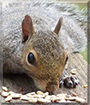 Cecil the Grey Squirrel