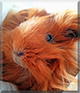 Kusya the Peruvian Guinea Pig