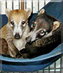 Bonzai and Geronimo the Coatimundi