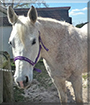 Echo the Quarter Horse, Thoroughbred mix