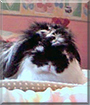 Sophie the American Fuzzy Lop Rabbit