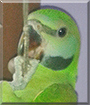 Chiki the Red-breasted Parakeet