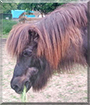 Stormur the Icelandic Horse