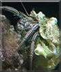 Nolan the Hermit Crab