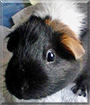 Pixie the Guinea Pig