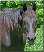 Raven the Kentucky Mountian Saddle Horse