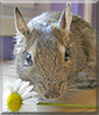 Chip the Degu