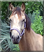 Dolche the Quarter Horse/Thoroughbred cross