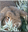 Joda the Lop Rabbit