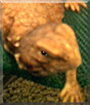 Pablo the Mali Uromastyx