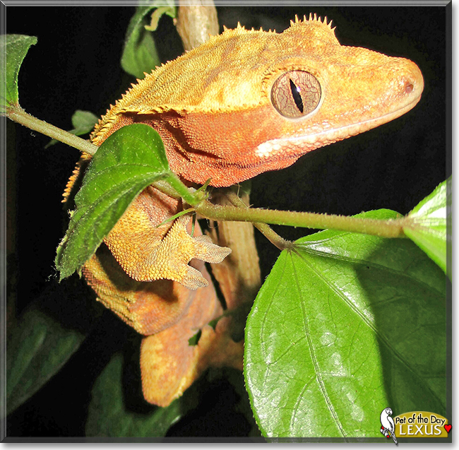 Lexus the Crested Gecko,  the Pet of the Day