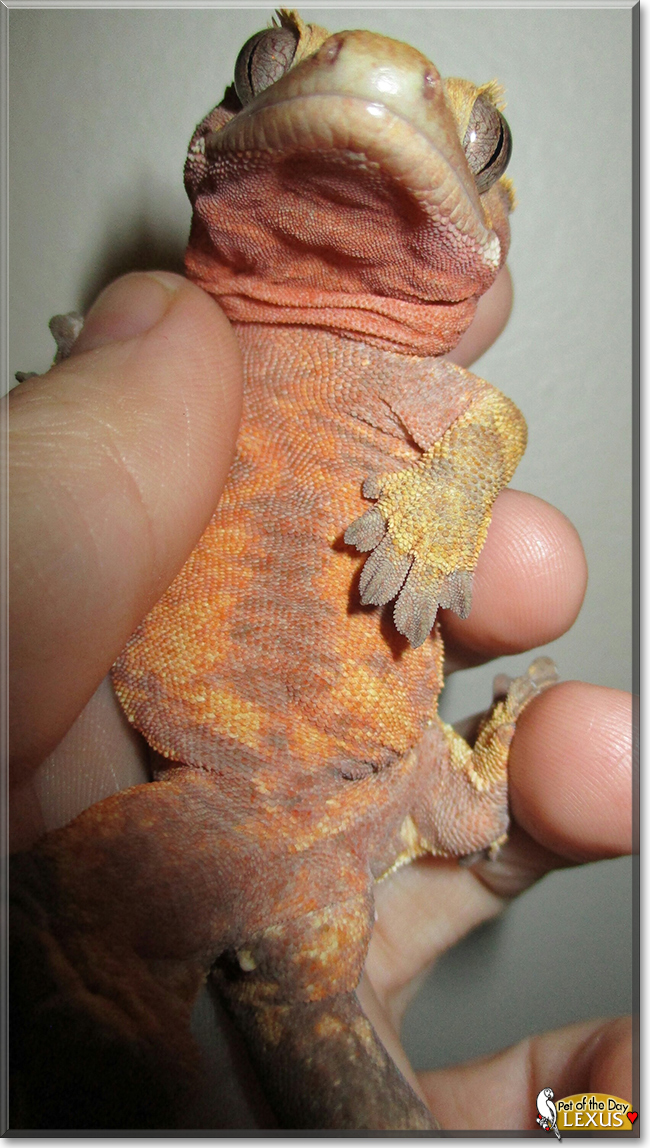 Lexus the Crested Gecko,  the Pet of the Day