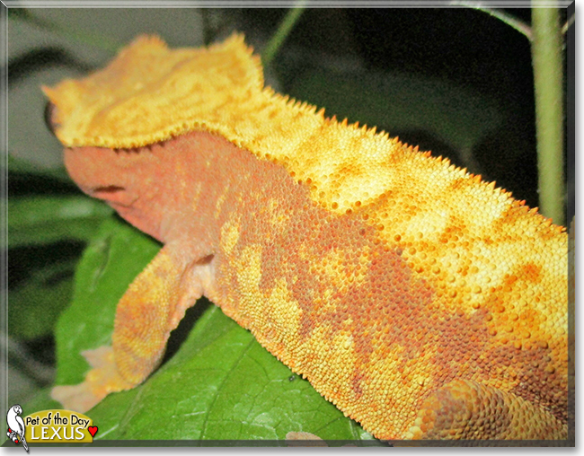 Lexus the Crested Gecko,  the Pet of the Day