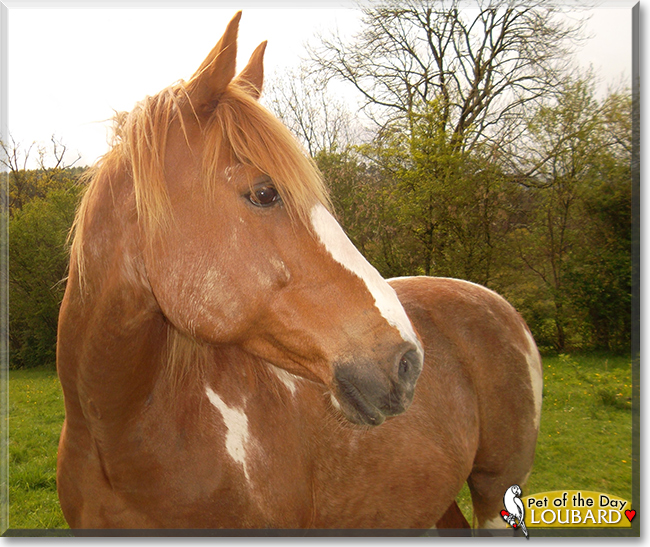 Loubard the Andalusian, Quarter Horse mix,  the Pet of the Day