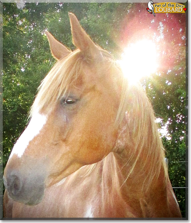 Loubard the Andalusian, Quarter Horse mix,  the Pet of the Day