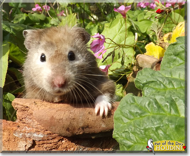 Houdini the Sable Hamster,  the Pet of the Day