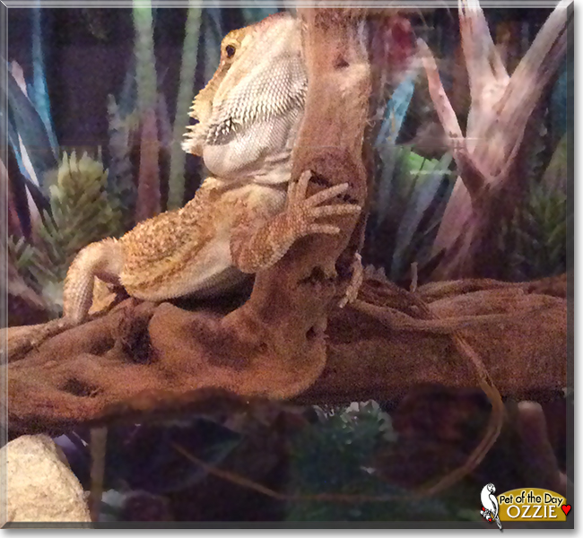 Ozzie the Bearded Dragon,  the Pet of the Day