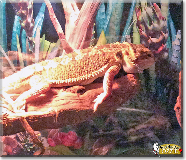 Ozzie the Bearded Dragon,  the Pet of the Day