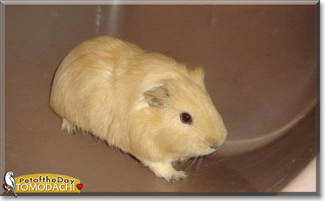 Tomodachi the Guinea Pig,  the Pet of the Day