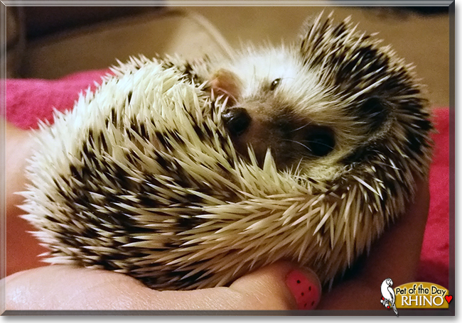 Rhino the African Pygmy Hedgehog,  the Pet of the Day