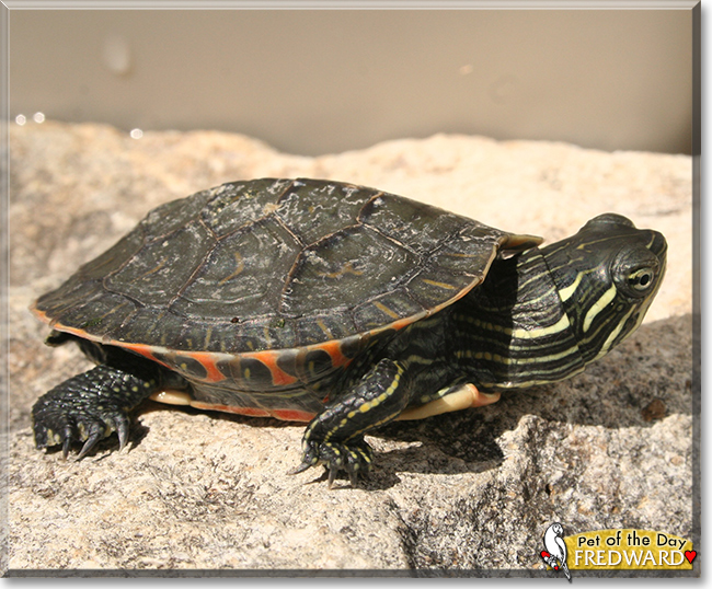 Fredward the Painted Turtle,  the Pet of the Day