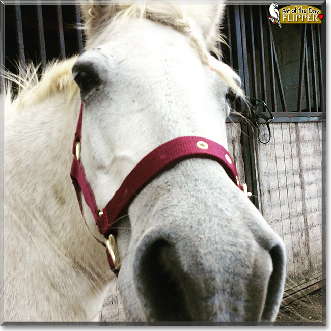 Flipper the Connamara/Welsh pony cross,  the Pet of the Day
