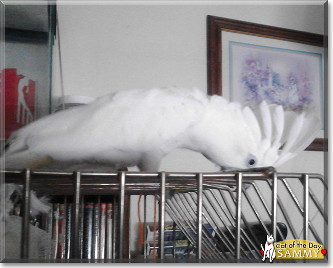 Sammy the Umbrella Cockatoo,  the Pet of the Day