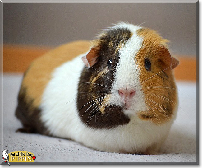 Pippin the Guinea Pig,  the Pet of the Day