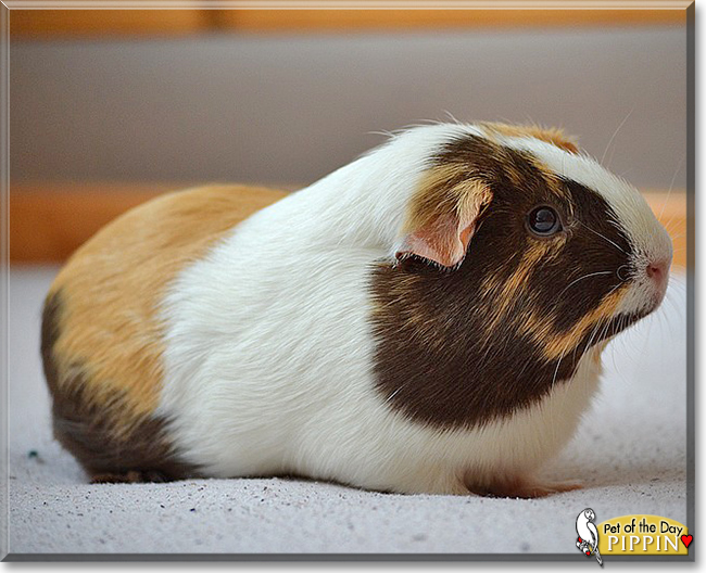 Pippin the Guinea Pig,  the Pet of the Day