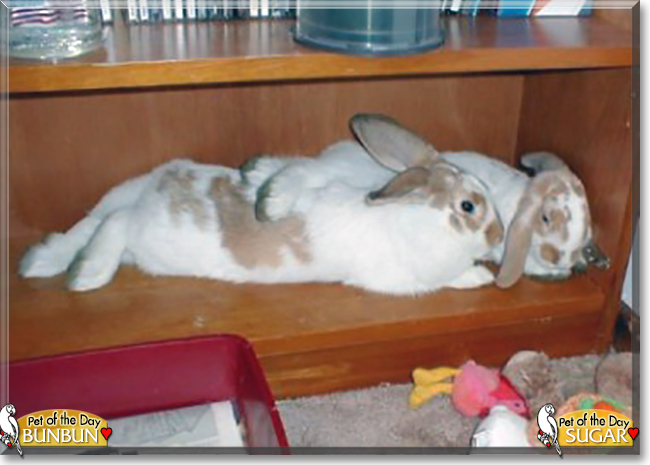Bun Bun, Sugar the Rabbits,  the Pet of the Day