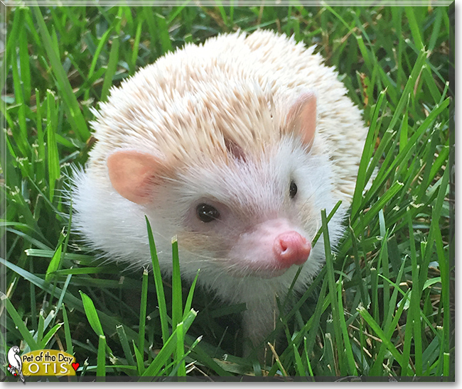Otis the African Pygmy Hedgehog,  the Pet of the Day