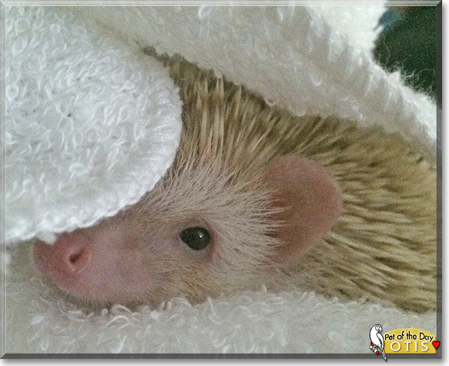 Otis the African Pygmy Hedgehog,  the Pet of the Day