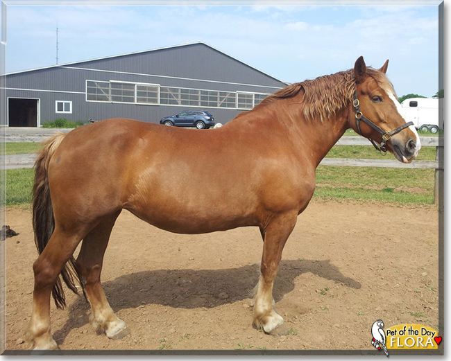 Flora the Belgian Draft Horse,  the Pet of the Day