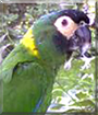 Maxi the Yellow Collar Mini Macaw
