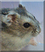  Zig the Winter White Dwarf Hamster
