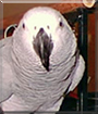 Sassy the African Grey Parrot