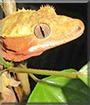 Lexus the Crested Gecko