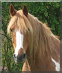 Loubard the Andalusian, Quarter Horse mix