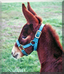 Buddy the Mule