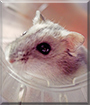 Peanut the Guinea Pig